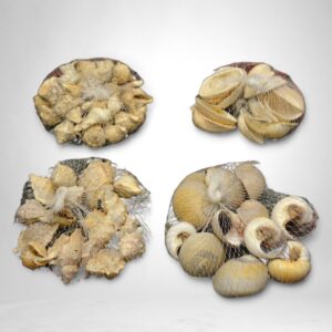 Sea Shells home decor
